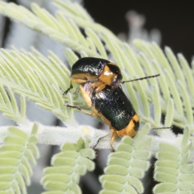 Aporocera (Aporocera) consors (A leaf beetle) at Hawker, ACT - 26 Jan 2022 by AlisonMilton