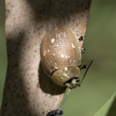 Paropsis aegrota (Eucalyptus Tortoise Beetle) at Hawker, ACT - 27 Jan 2022 by AlisonMilton