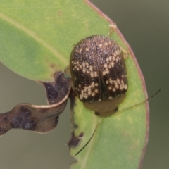 Paropsis aspera (Eucalyptus Tortoise Beetle) at Hawker, ACT - 27 Jan 2022 by AlisonMilton