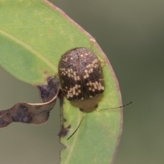 Paropsis aspera at Hawker, ACT - 27 Jan 2022 12:12 PM