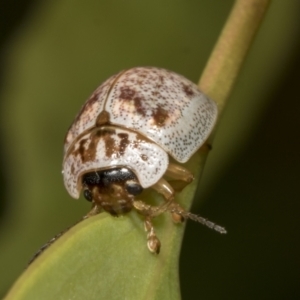 Paropsisterna m-fuscum at Hawker, ACT - 26 Jan 2022