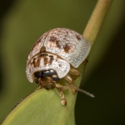 Paropsisterna m-fuscum (Eucalyptus Leaf Beetle) at Hawker, ACT - 26 Jan 2022 by AlisonMilton