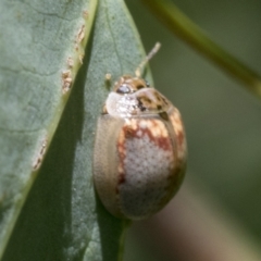 Paropsisterna m-fuscum at Hawker, ACT - 26 Jan 2022