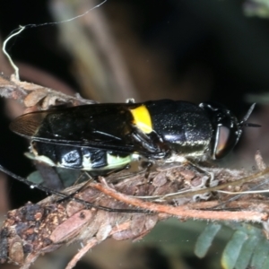 Odontomyia hunteri at Hackett, ACT - 27 Jan 2022 06:12 PM