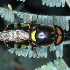 Odontomyia hunteri at Hackett, ACT - 27 Jan 2022 06:12 PM