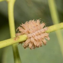 Paropsis atomaria (Eucalyptus leaf beetle) at Hawker, ACT - 26 Jan 2022 by AlisonMilton