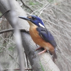 Ceyx azureus (Azure Kingfisher) at Paddys River, ACT - 28 Jan 2022 by HelenCross