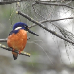 Ceyx azureus at Paddys River, ACT - 28 Jan 2022