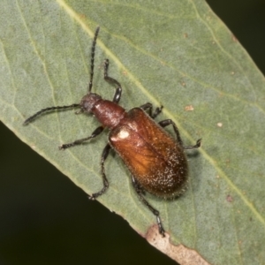 Ecnolagria grandis at Hawker, ACT - 26 Jan 2022 01:35 PM