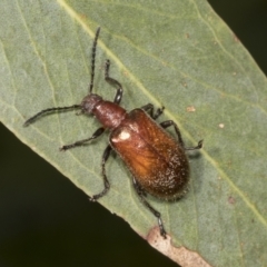 Ecnolagria grandis (Honeybrown beetle) at Hawker, ACT - 26 Jan 2022 by AlisonMilton