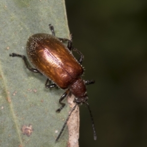 Ecnolagria grandis at Hawker, ACT - 26 Jan 2022 01:35 PM