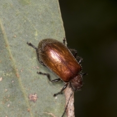 Ecnolagria grandis at Hawker, ACT - 26 Jan 2022 01:35 PM