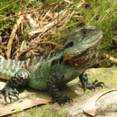 Intellagama lesueurii howittii (Gippsland Water Dragon) at Coree, ACT - 28 Jan 2022 by HelenCross
