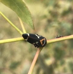 Eurymeloides pulchra (Gumtree hopper) at Garran, ACT - 21 Jan 2022 by Tapirlord