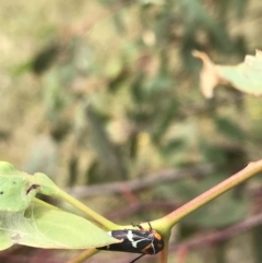 Eurymeloides pulchra at Garran, ACT - 21 Jan 2022