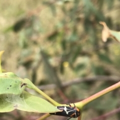 Eurymeloides pulchra at Garran, ACT - 21 Jan 2022