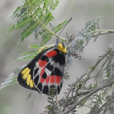 Delias harpalyce (Imperial Jezebel) at Cotter Reserve - 28 Jan 2022 by HelenCross