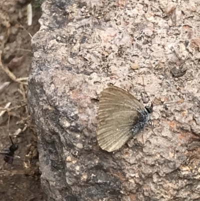 Zizina otis (Common Grass-Blue) at Garran, ACT - 21 Jan 2022 by Tapirlord