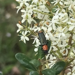 Chauliognathus tricolor (Tricolor soldier beetle) at Garran, ACT - 21 Jan 2022 by Tapirlord