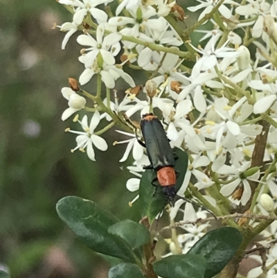 Chauliognathus tricolor (Tricolor soldier beetle) at Garran, ACT - 21 Jan 2022 by Tapirlord