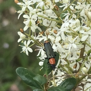 Chauliognathus tricolor at Garran, ACT - 21 Jan 2022 12:22 PM