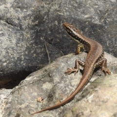 Eulamprus heatwolei (Yellow-bellied Water Skink) at Cotter Reserve - 28 Jan 2022 by HelenCross