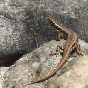 Eulamprus heatwolei at Coree, ACT - 28 Jan 2022 01:02 PM