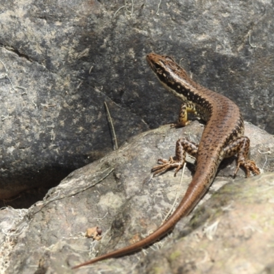 Eulamprus heatwolei (Yellow-bellied Water Skink) at Cotter Reserve - 28 Jan 2022 by HelenCross