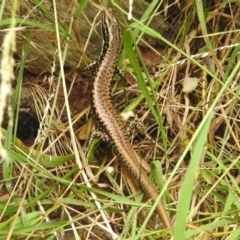 Eulamprus heatwolei at Coree, ACT - 28 Jan 2022 01:02 PM