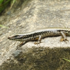 Eulamprus heatwolei at Coree, ACT - 28 Jan 2022 01:02 PM