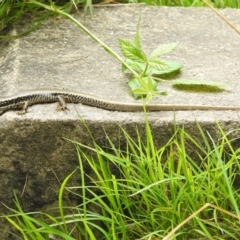 Eulamprus heatwolei at Coree, ACT - 28 Jan 2022 01:02 PM