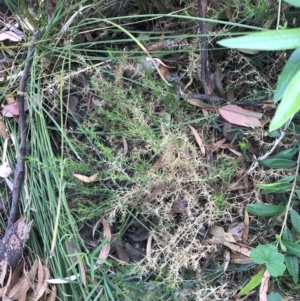 Stellaria pungens at Garran, ACT - 21 Jan 2022