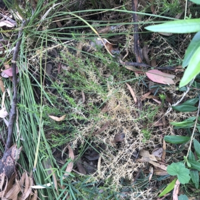 Stellaria pungens (Prickly Starwort) at Red Hill Nature Reserve - 21 Jan 2022 by Tapirlord