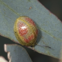 Paropsisterna fastidiosa (Eucalyptus leaf beetle) at Hawker, ACT - 26 Jan 2022 by AlisonMilton