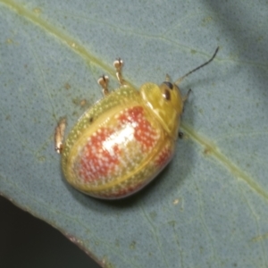 Paropsisterna fastidiosa at Hawker, ACT - 26 Jan 2022 12:40 PM