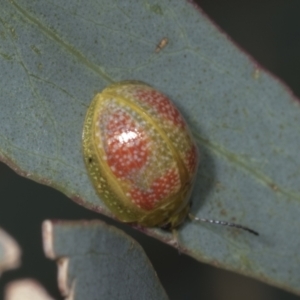 Paropsisterna fastidiosa at Hawker, ACT - 26 Jan 2022