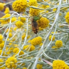 Eristalinus punctulatus (Golden Native Drone Fly) at Albury - 28 Jan 2022 by ClaireSee