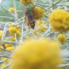 Eristalinus punctulatus at Albury, NSW - suppressed