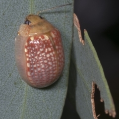 Paropsisterna decolorata (A Eucalyptus leaf beetle) at Hawker, ACT - 26 Jan 2022 by AlisonMilton
