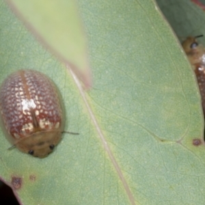 Paropsisterna decolorata at Hawker, ACT - 26 Jan 2022