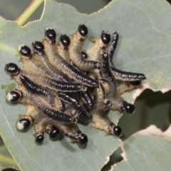 Unidentified Sawfly (Hymenoptera, Symphyta) at Hawker, ACT - 26 Jan 2022 by AlisonMilton