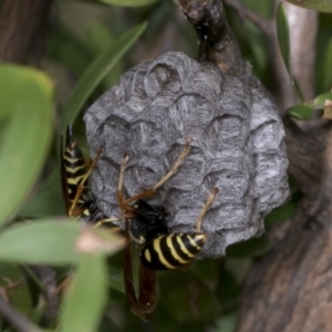 Polistes (Polistes) chinensis at Hawker, ACT - 26 Jan 2022 12:49 PM