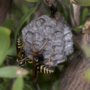 Polistes (Polistes) chinensis at Hawker, ACT - 26 Jan 2022 12:49 PM