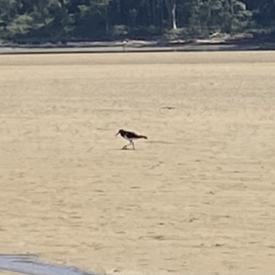 Haematopus longirostris (Australian Pied Oystercatcher) at Mogareeka, NSW - 28 Jan 2022 by jks