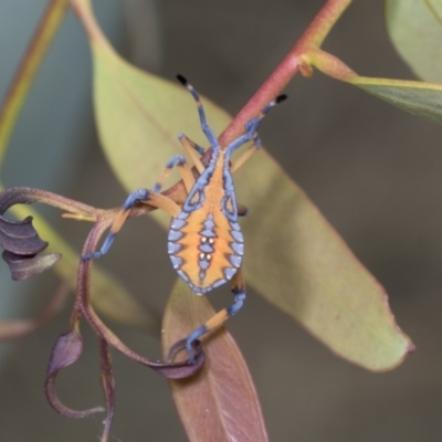 Amorbus sp. (genus) (Eucalyptus Tip bug) at Hawker, ACT - 26 Jan 2022 by AlisonMilton
