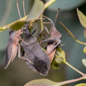 Amorbus sp. (genus) at Hawker, ACT - 26 Jan 2022