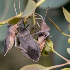 Amorbus sp. (genus) (Eucalyptus Tip bug) at Hawker, ACT - 26 Jan 2022 by AlisonMilton