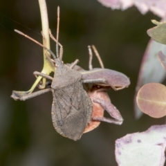 Amorbus sp. (genus) at Hawker, ACT - 26 Jan 2022 11:28 AM