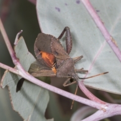 Amorbus sp. (genus) at Hawker, ACT - 26 Jan 2022 11:28 AM