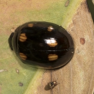 Paropsisterna octosignata at Hawker, ACT - 26 Jan 2022 01:36 PM